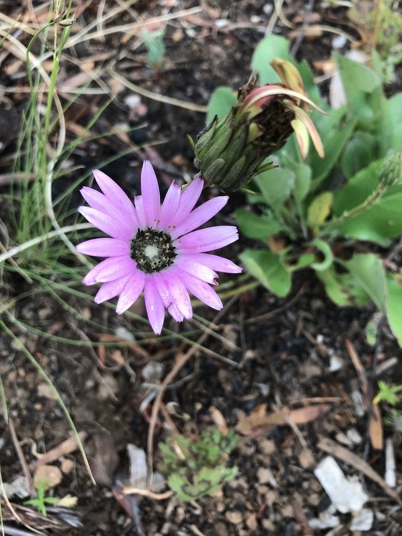 Gerbera crocea photo 8