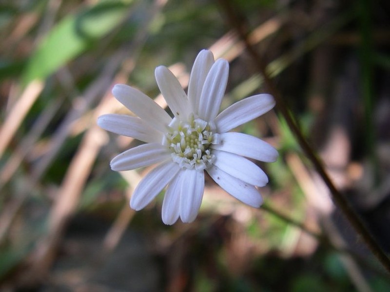Gerbera diversifolia