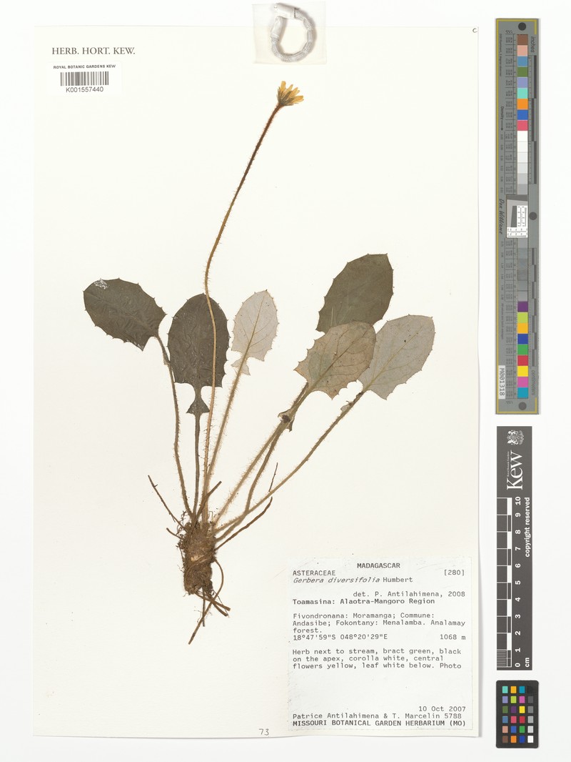 Gerbera diversifolia photo 2