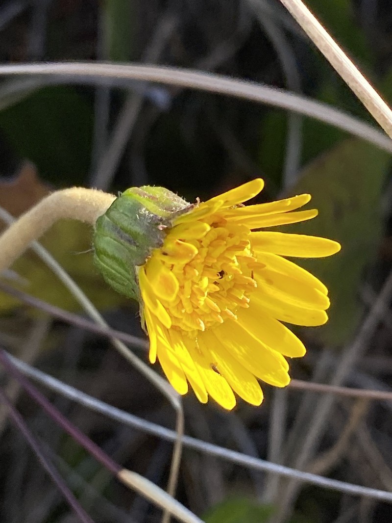 Gerbera galpinii