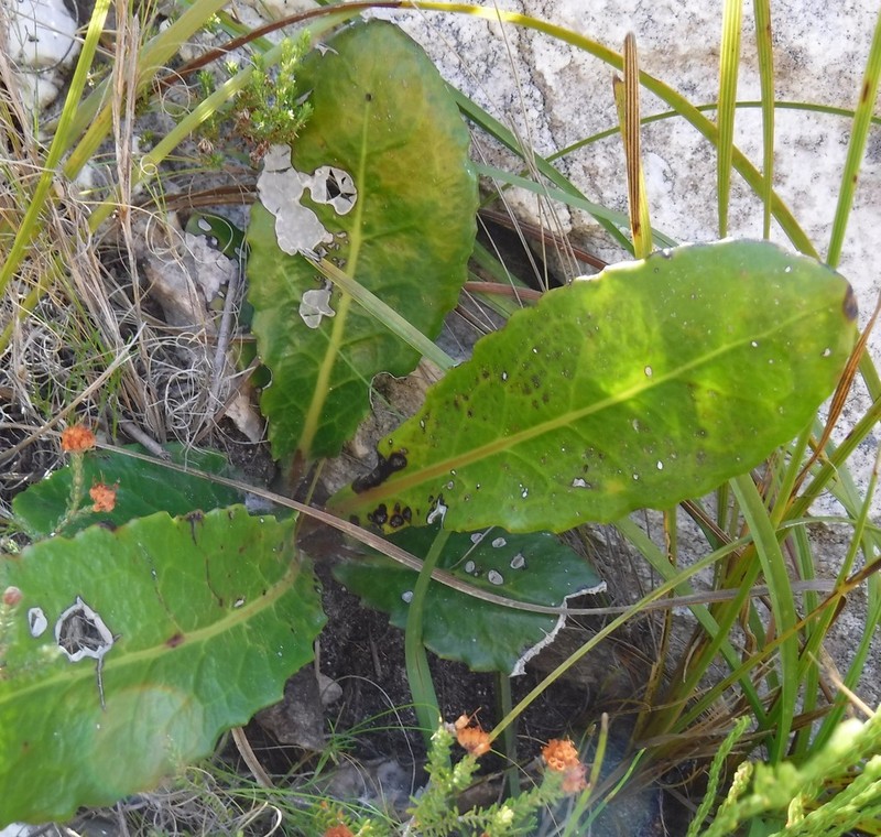 Gerbera grandis