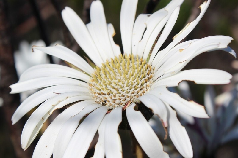 Gerbera grandis photo 4