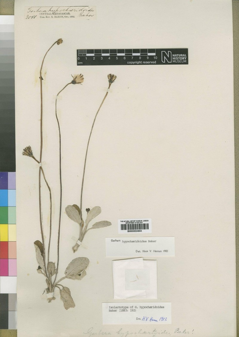 Gerbera hypochaeridoides