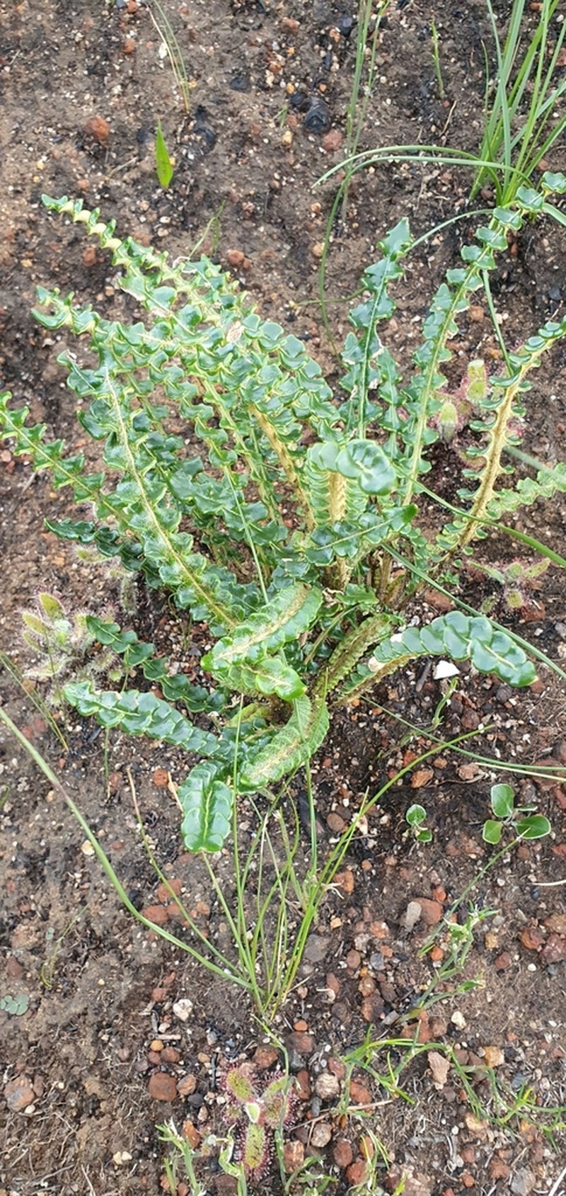 Gerbera linnaei