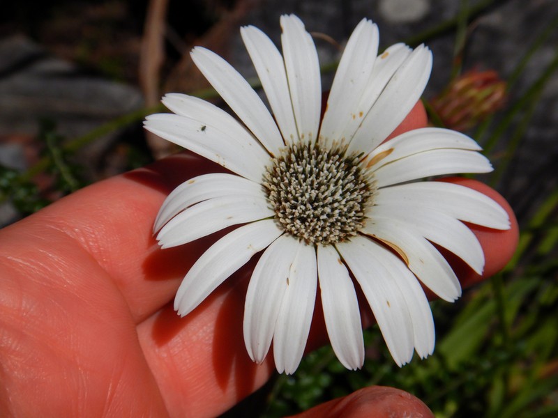 Gerbera linnaei photo 2