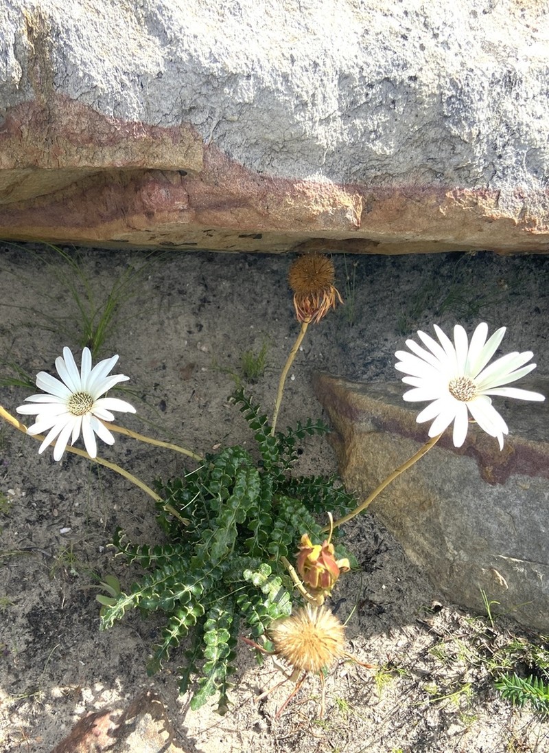 Gerbera linnaei photo 3