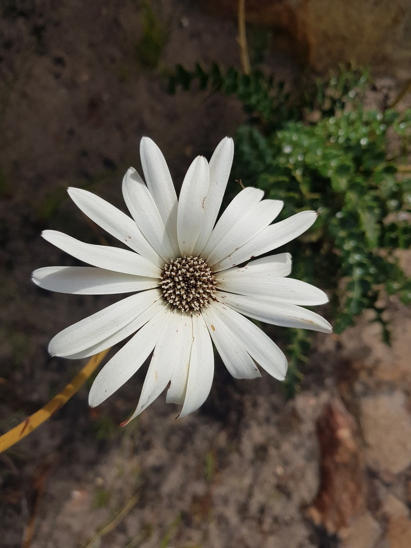 Gerbera linnaei photo 4