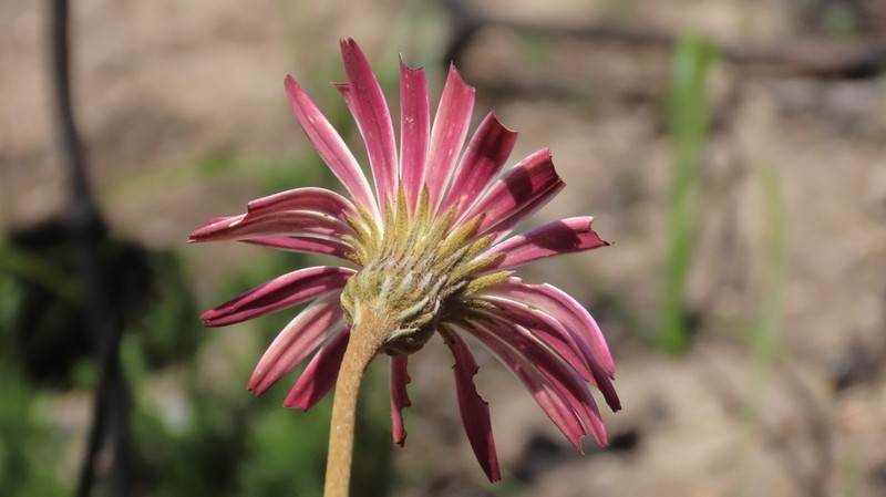 Gerbera ovata photo 8