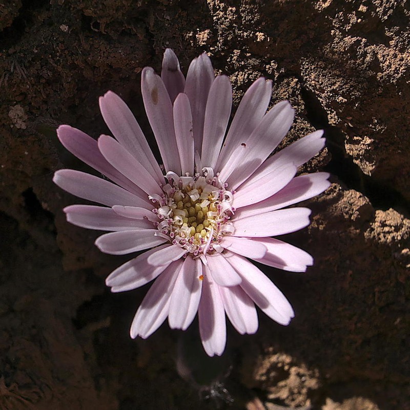 Gerbera parva photo 2