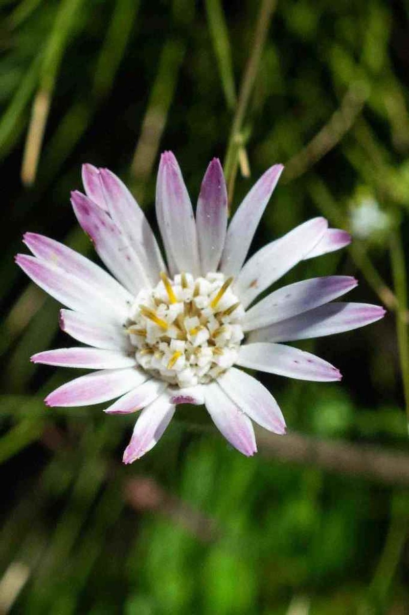 Gerbera parva photo 3