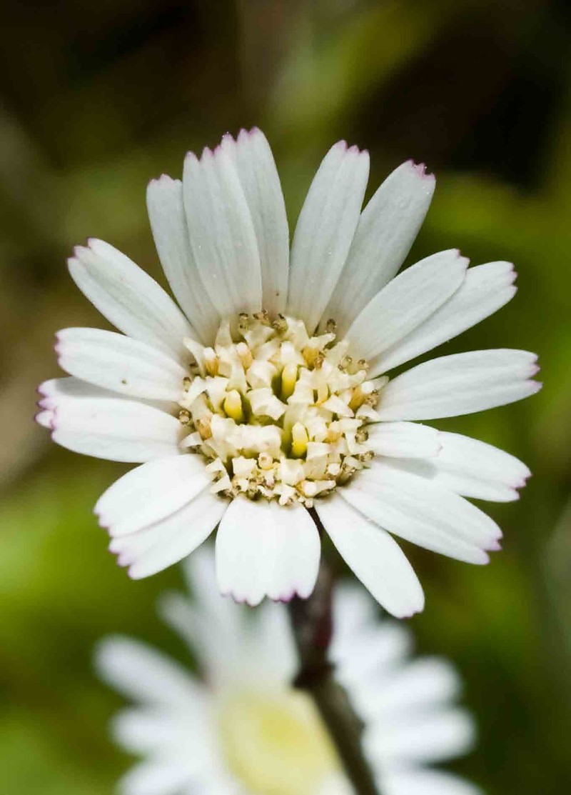 Gerbera parva photo 4