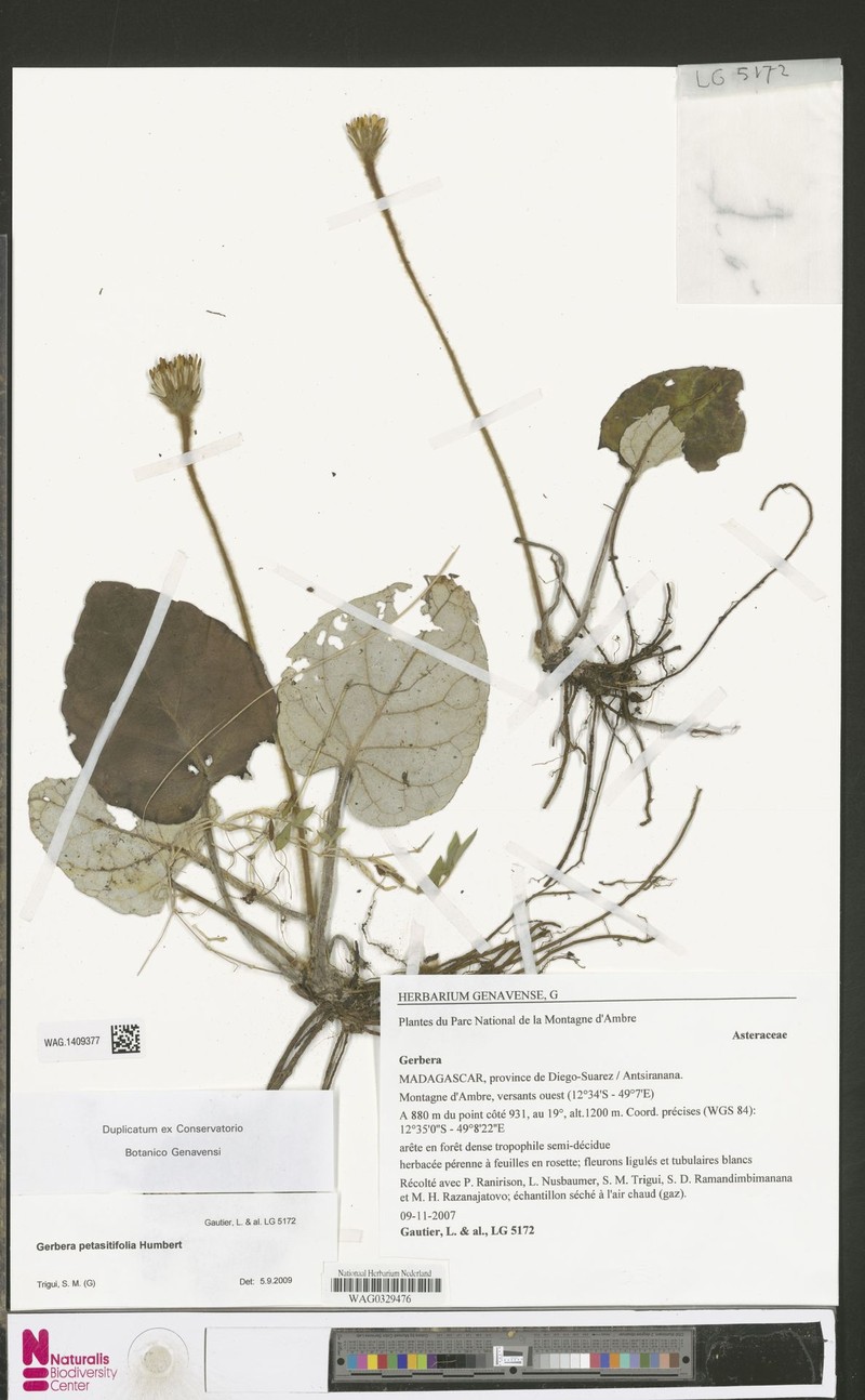 Gerbera petasitifolia