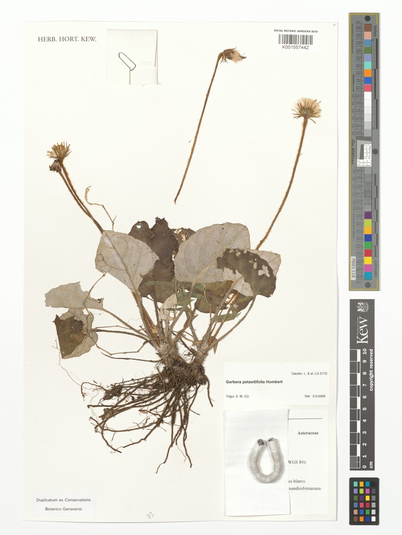 Gerbera petasitifolia photo 2