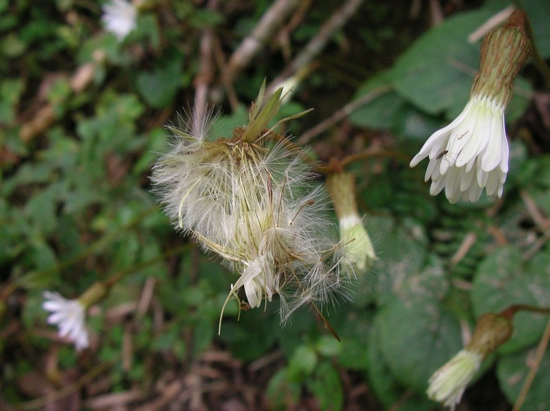 Gerbera petasitifolia photo 3