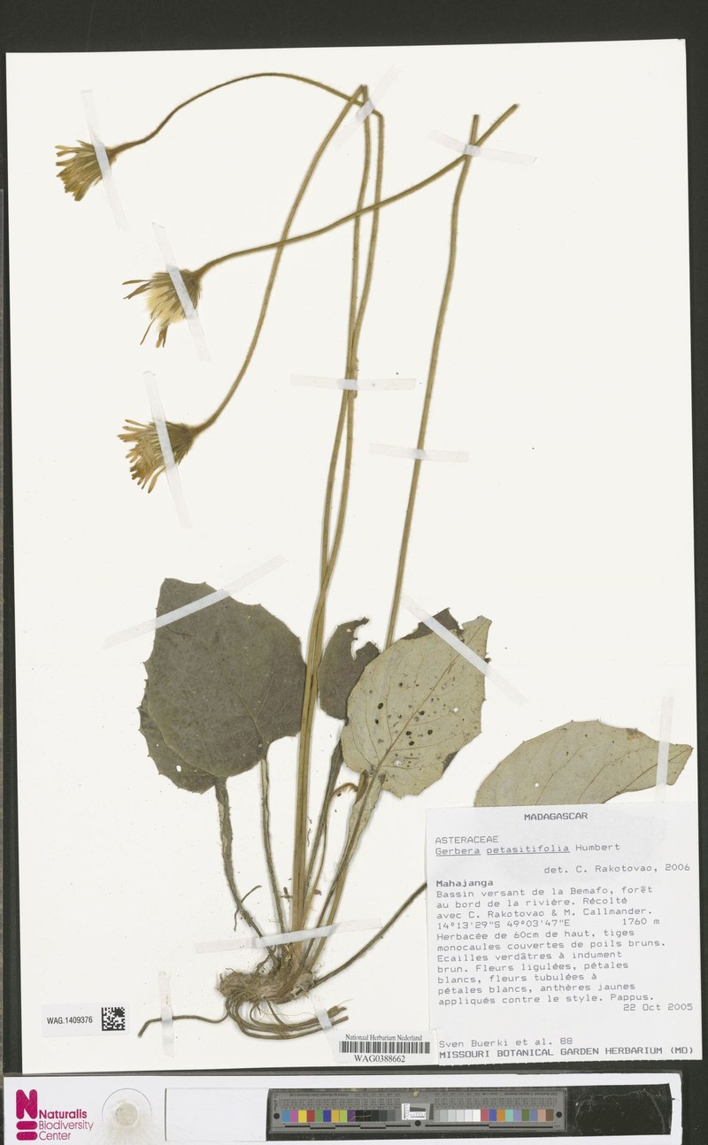 Gerbera petasitifolia photo 4
