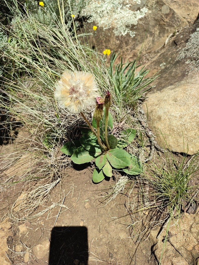 Gerbera piloselloides
