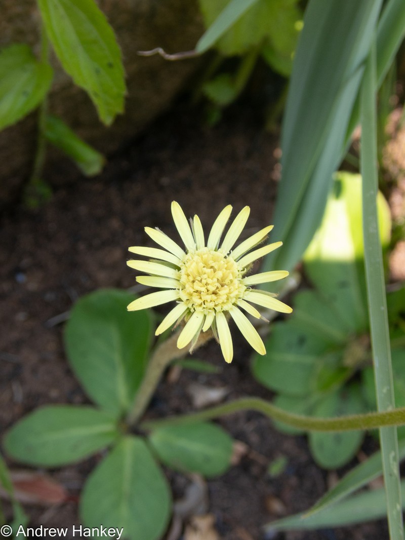 Gerbera piloselloides photo 6