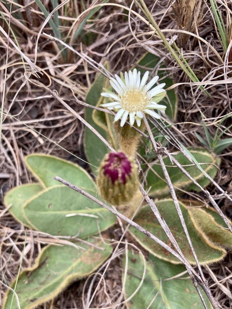 Gerbera piloselloides photo 8