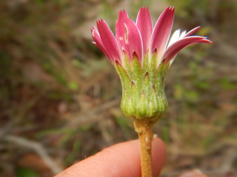 Gerbera serrata