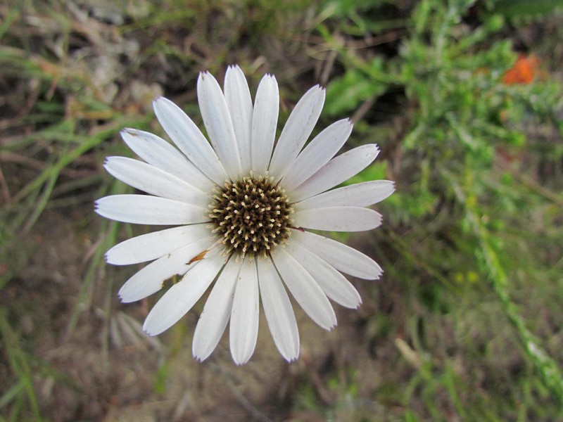 Gerbera serrata photo 3