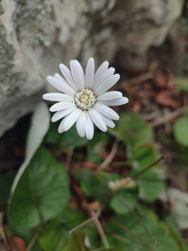 Gerbera sylvicola