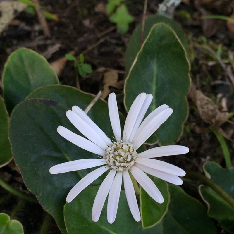 Gerbera sylvicola photo 2