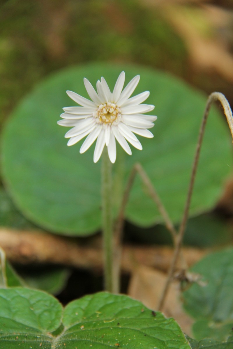 Gerbera sylvicola photo 3