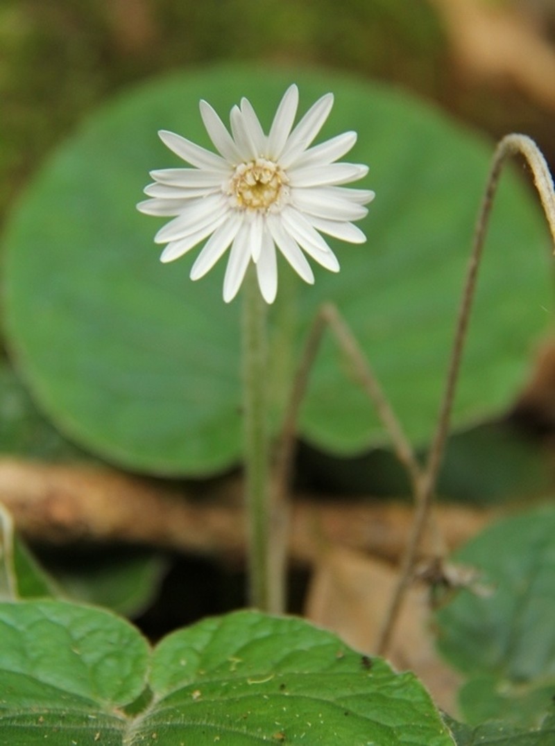 Gerbera sylvicola photo 4