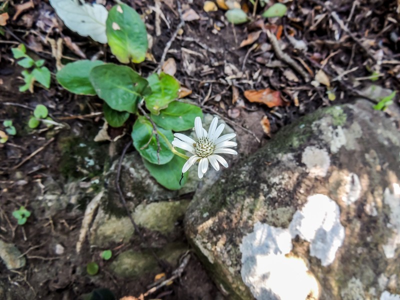 Gerbera sylvicola photo 5