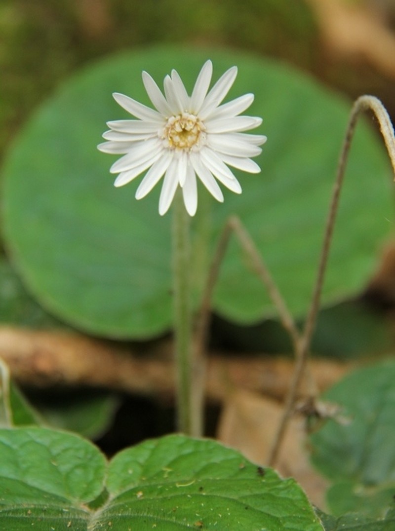 Gerbera sylvicola photo 6