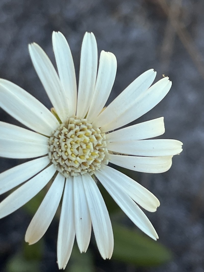 Gerbera tomentosa