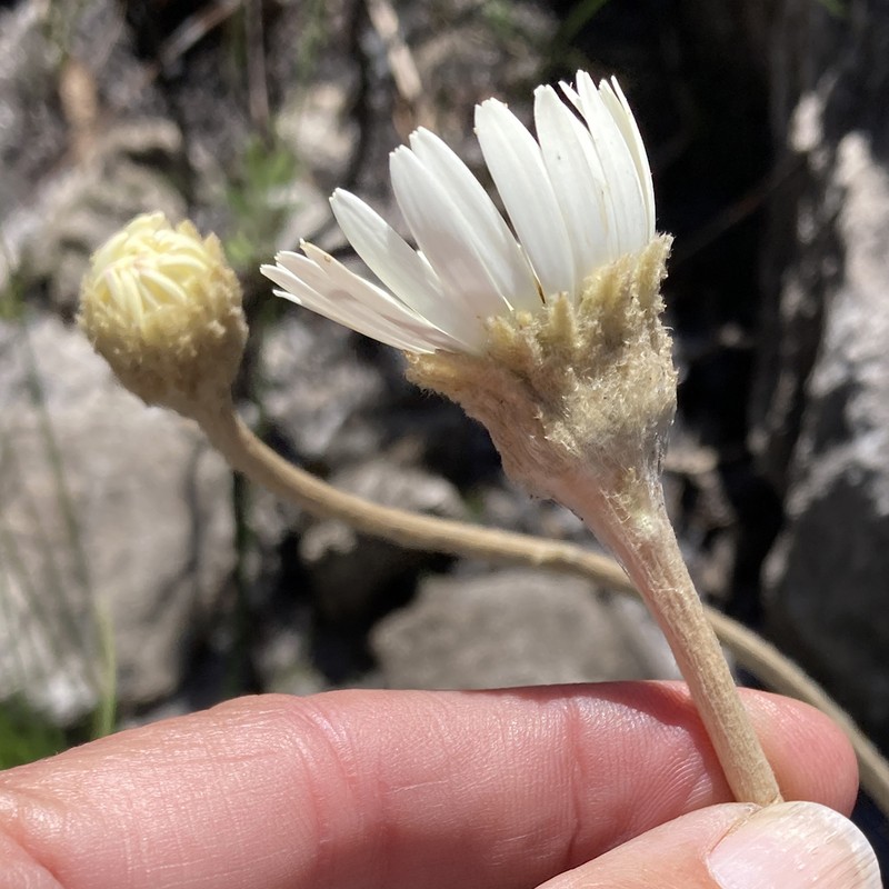 Gerbera tomentosa photo 2