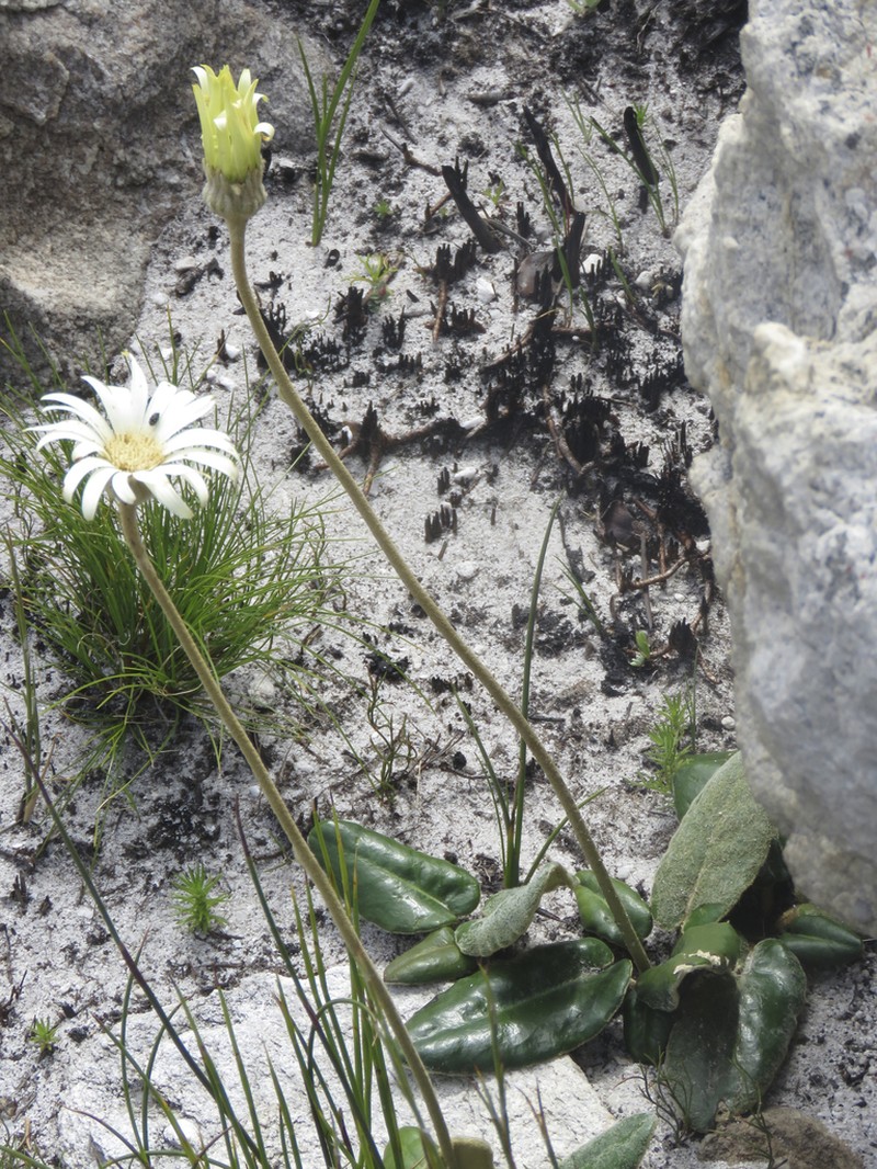 Gerbera tomentosa photo 5