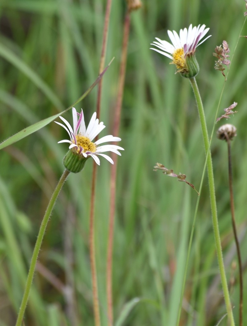 Gerbera viridifolia