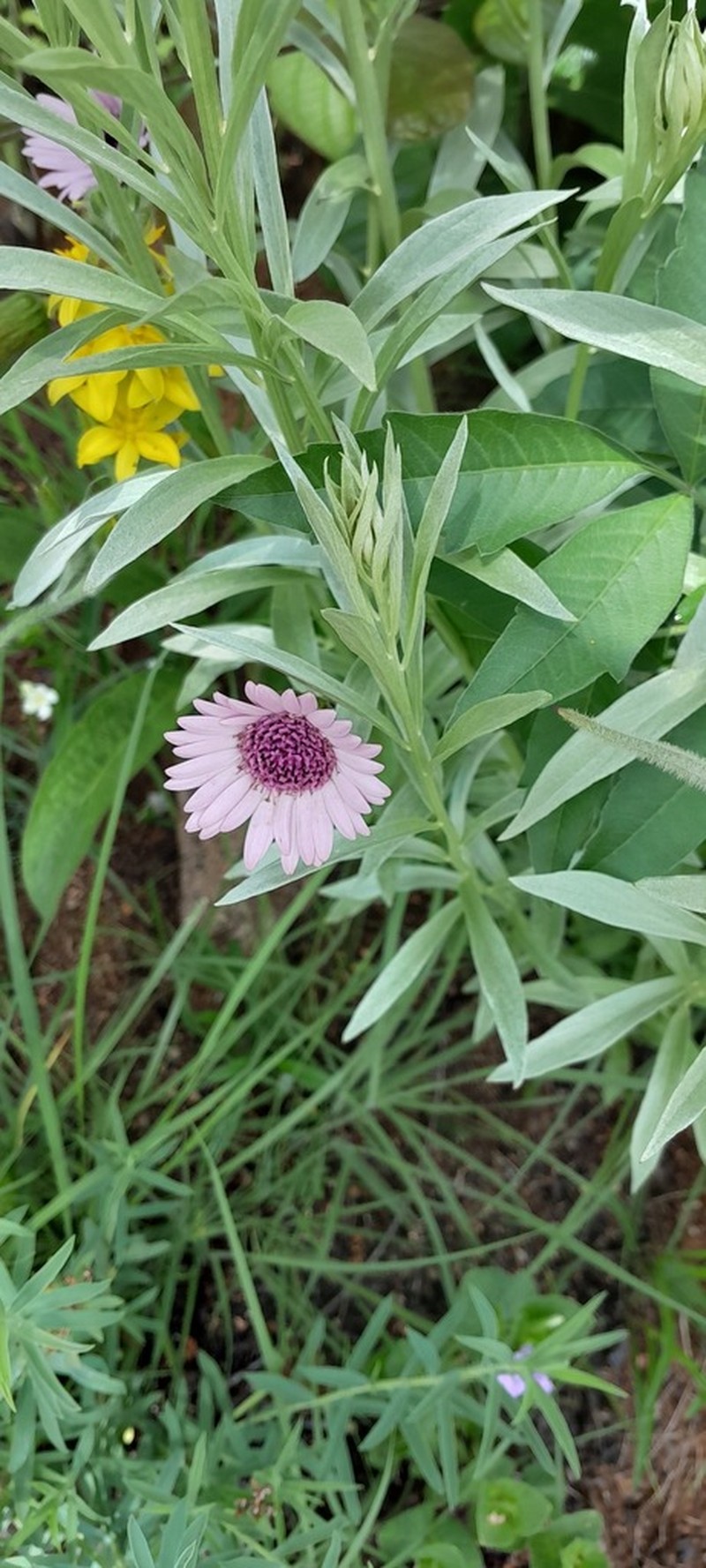 Gerbera viridifolia photo 2