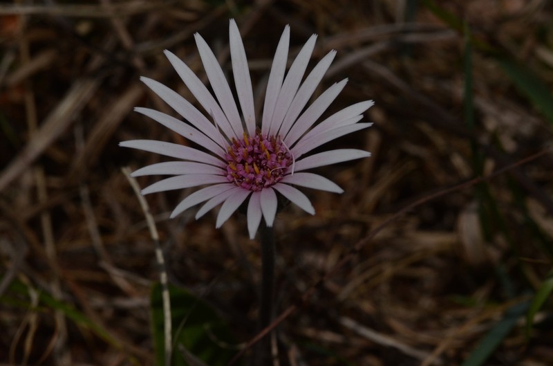Gerbera viridifolia photo 3