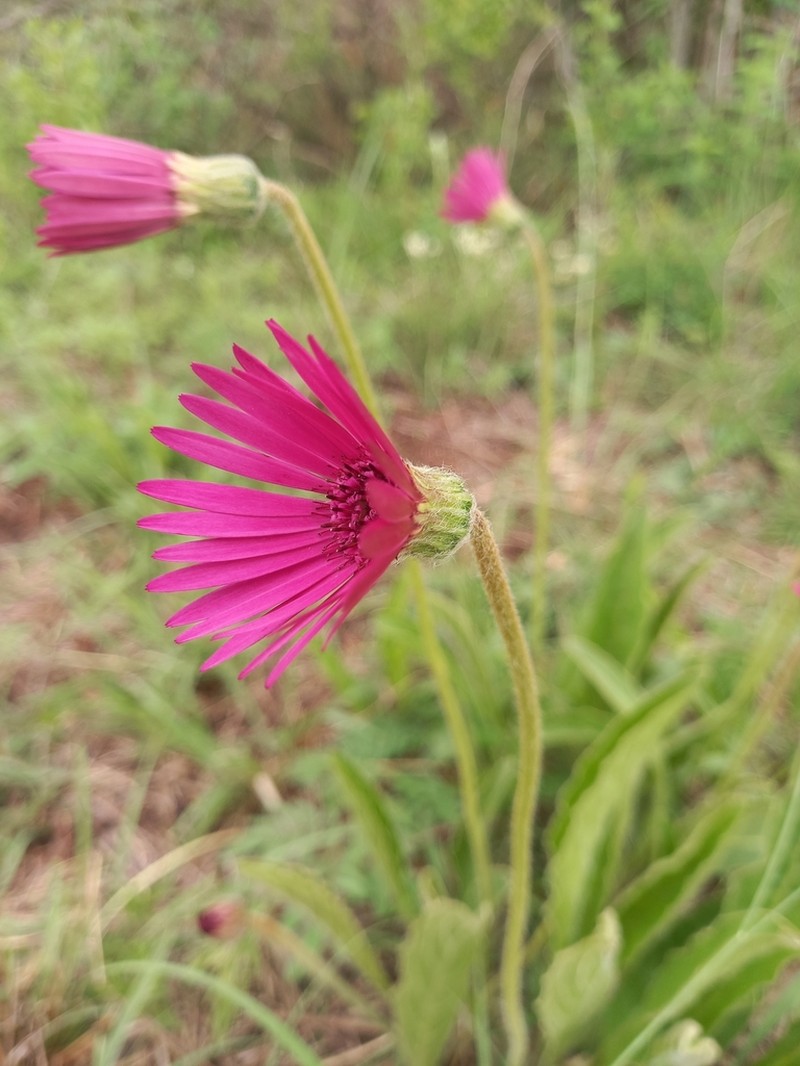 Gerbera viridifolia photo 4