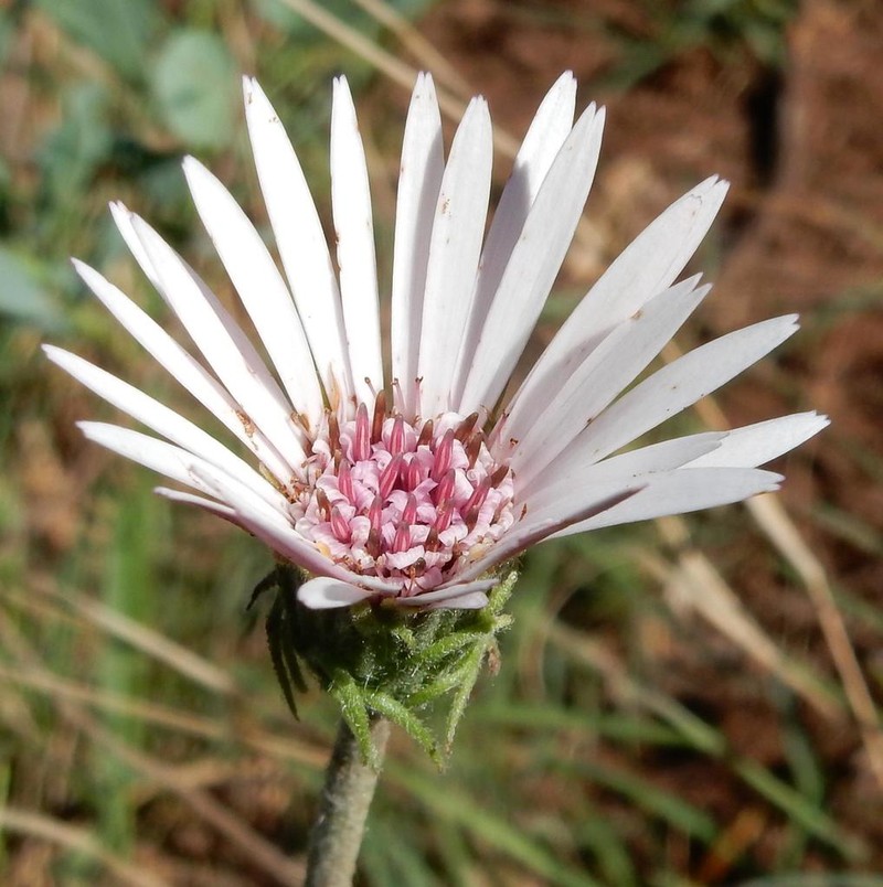 Gerbera viridifolia photo 5
