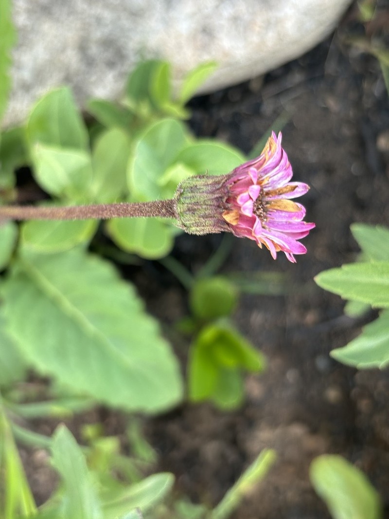 Gerbera viridifolia photo 7