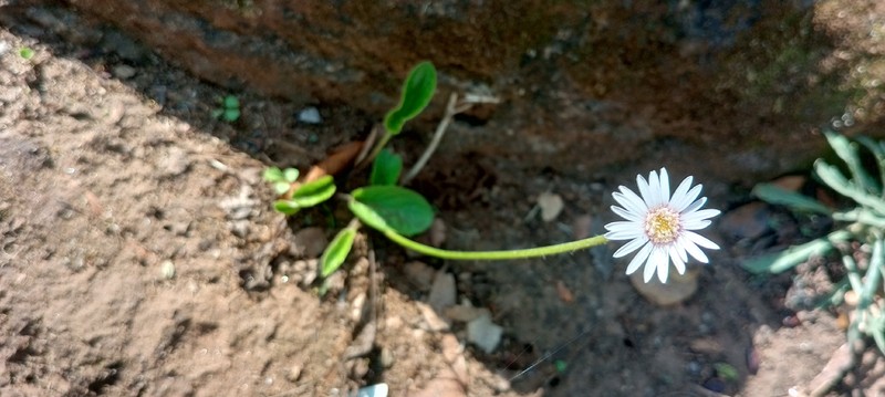 Gerbera viridifolia subsp. viridifolia