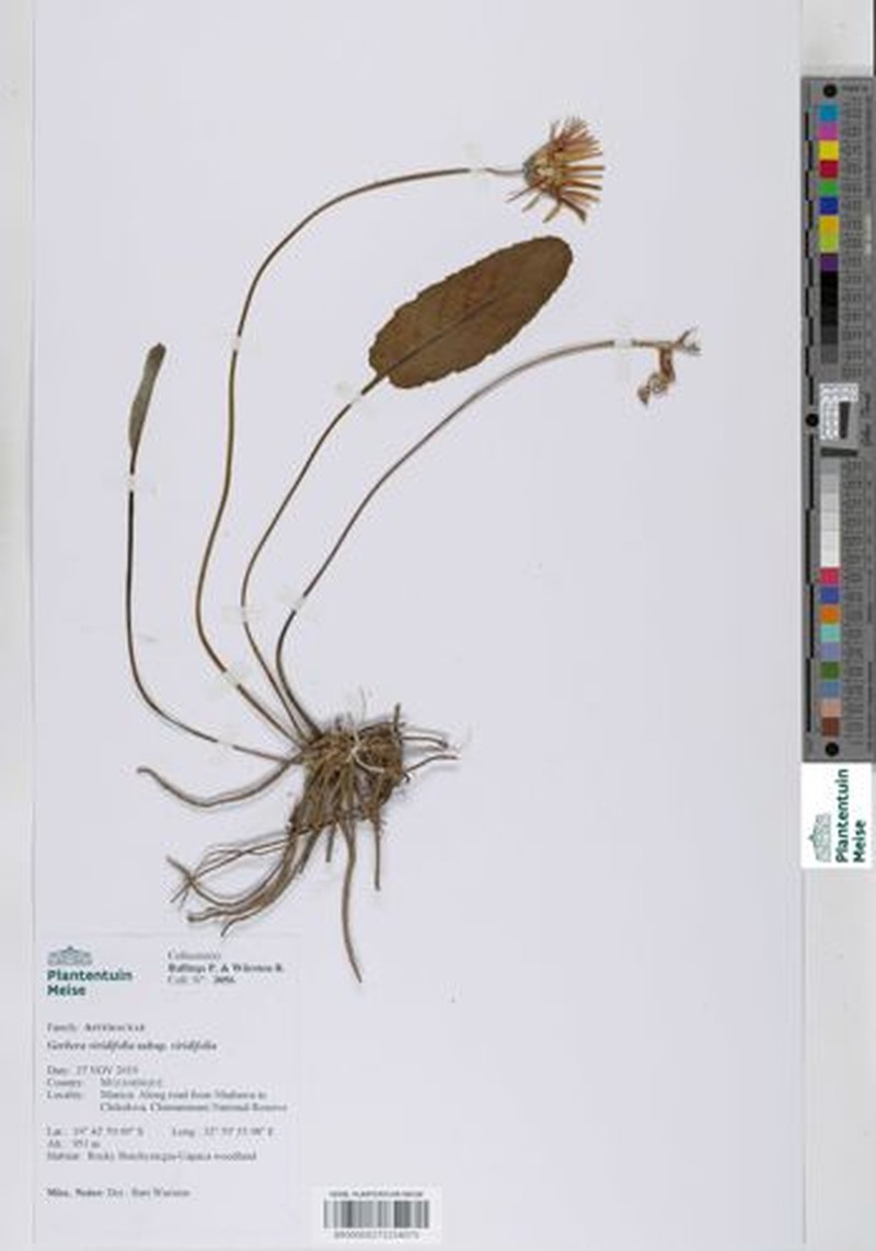 Gerbera viridifolia subsp. viridifolia photo 2