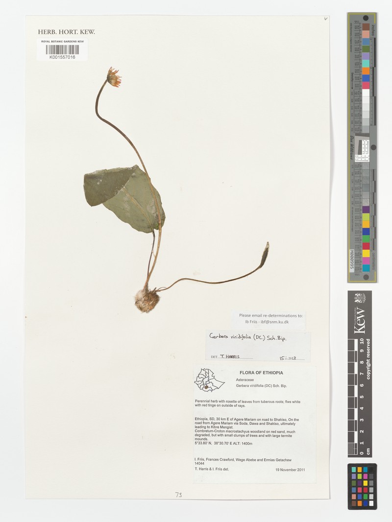 Gerbera viridifolia subsp. viridifolia photo 3