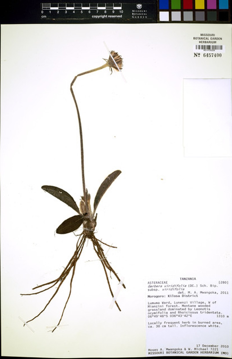 Gerbera viridifolia subsp. viridifolia photo 4