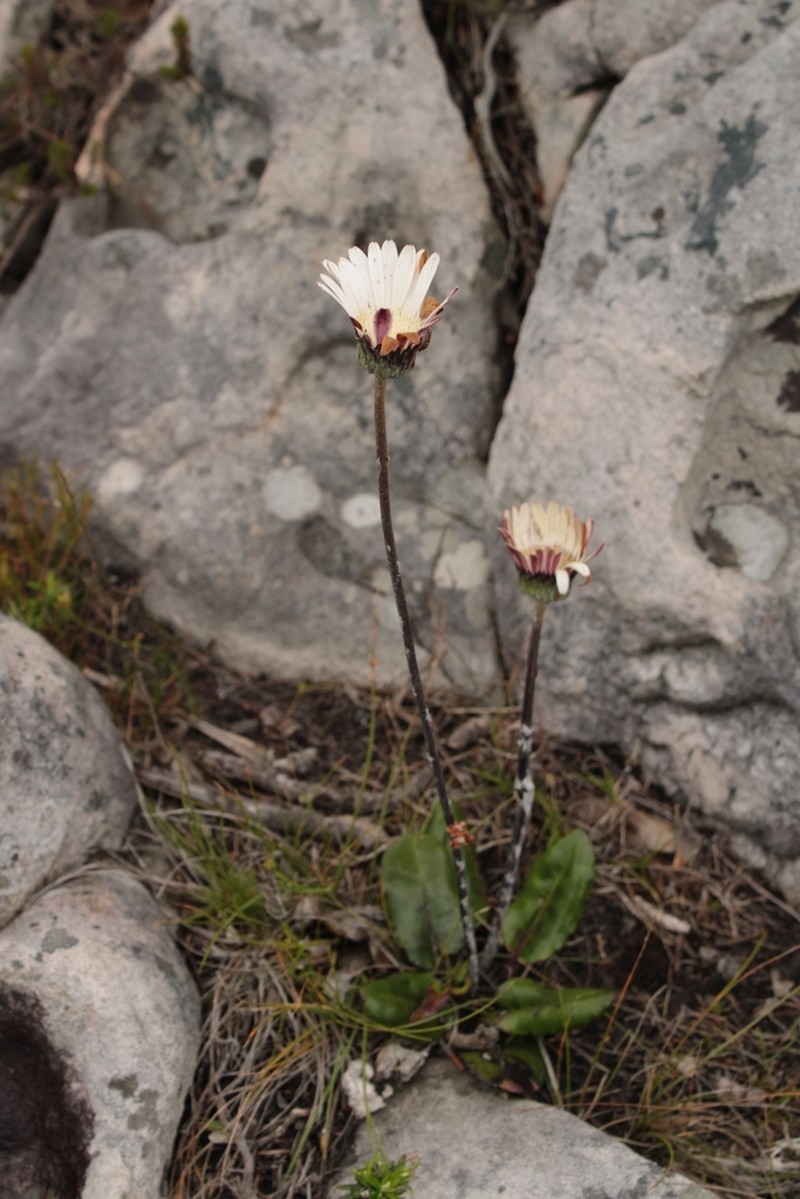 Gerbera wrightii