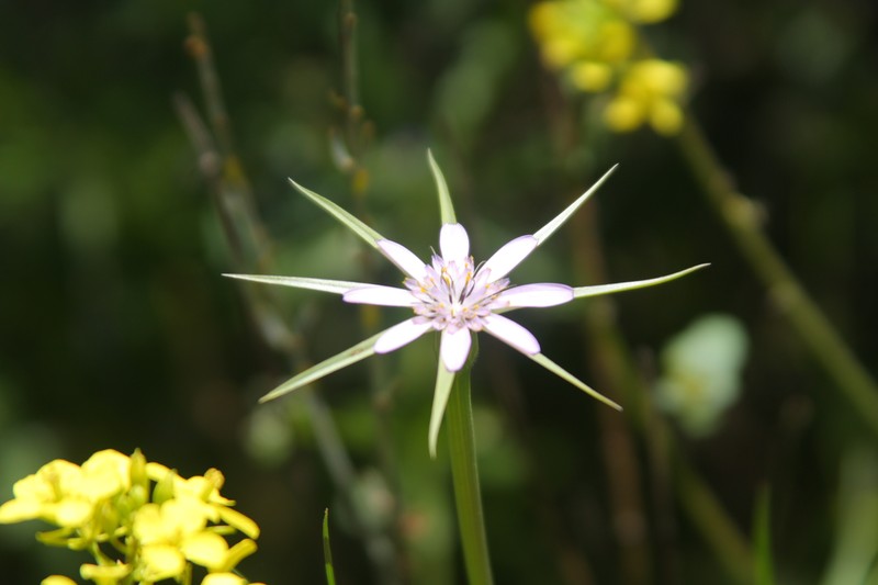 Pasture Goatsbeard photo 7