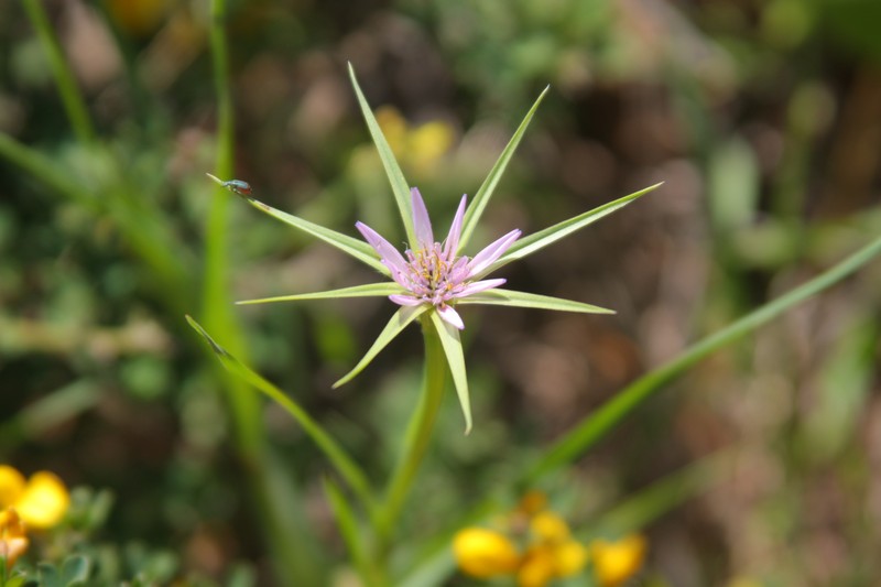 Pasture Goatsbeard photo 8