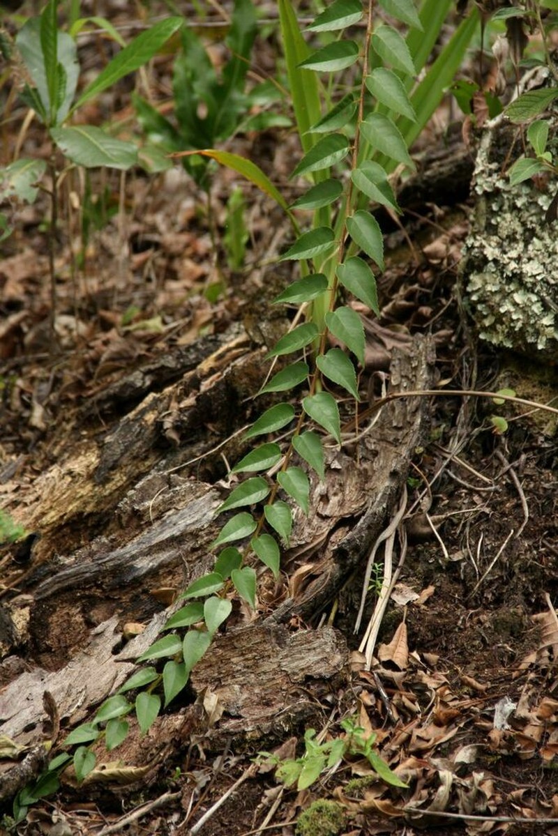Gerrardina eylesiana