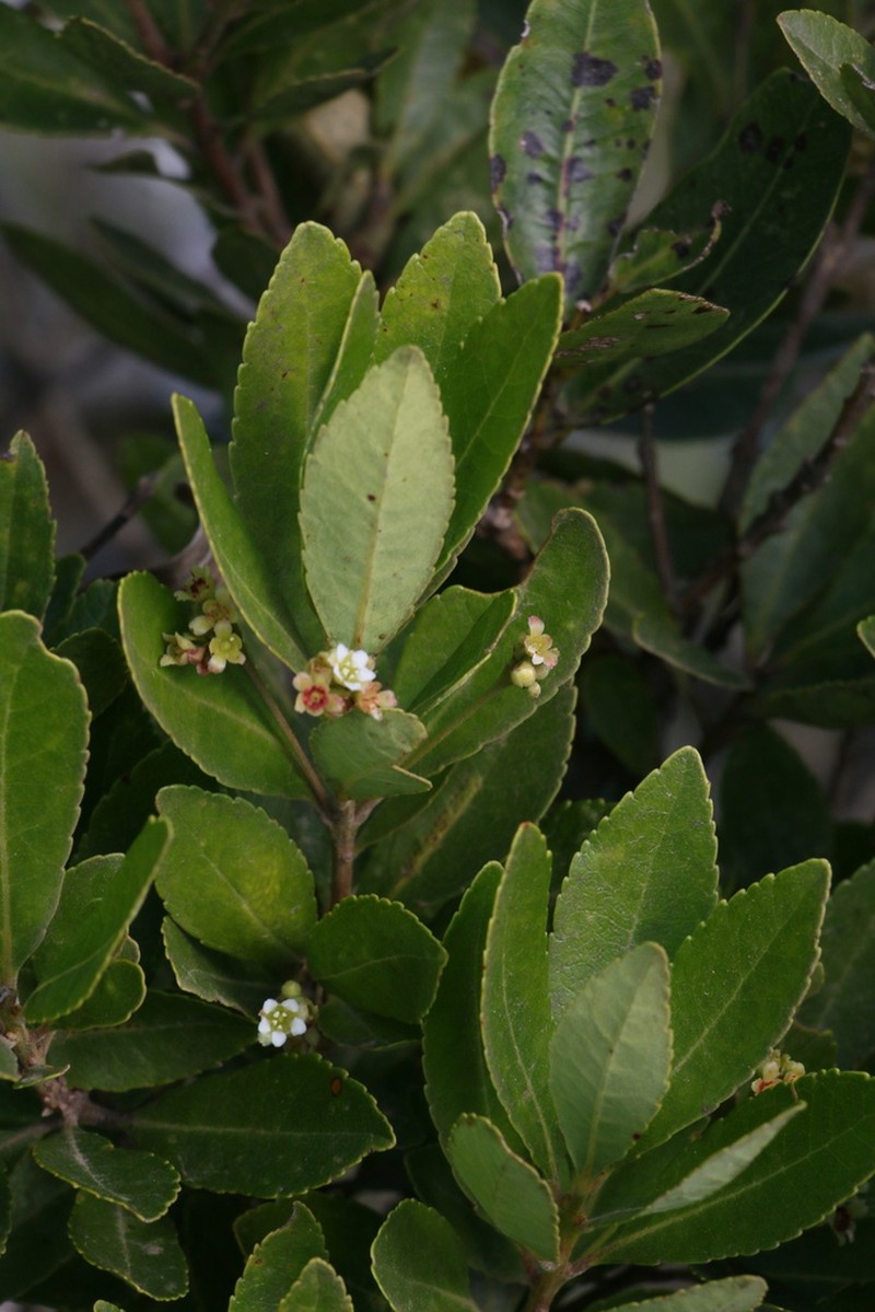 Gerrardina foliosa