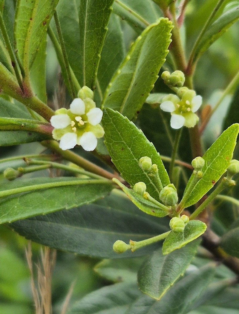 Gerrardina foliosa photo 3