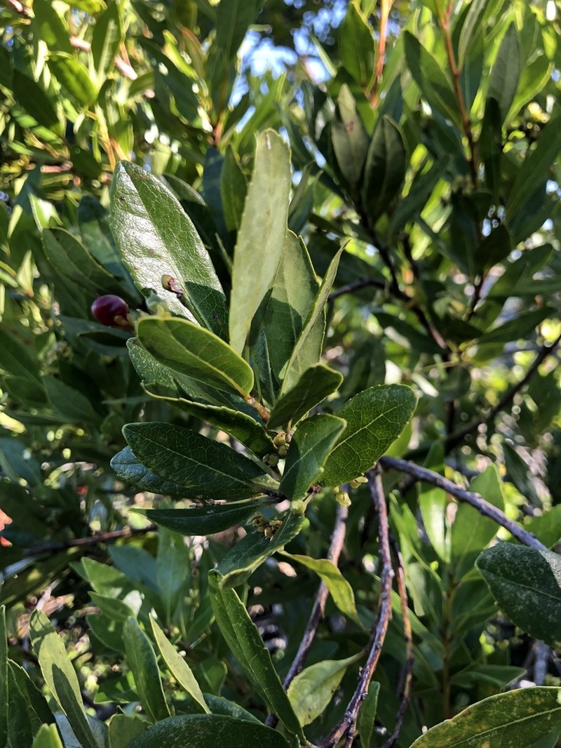 Gerrardina foliosa photo 4